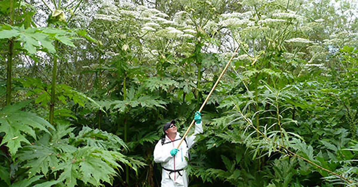 Britain’s Most Dangerous Plant – Giant Hogweed FI