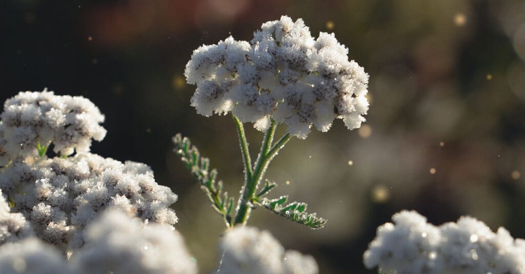 A White plant.