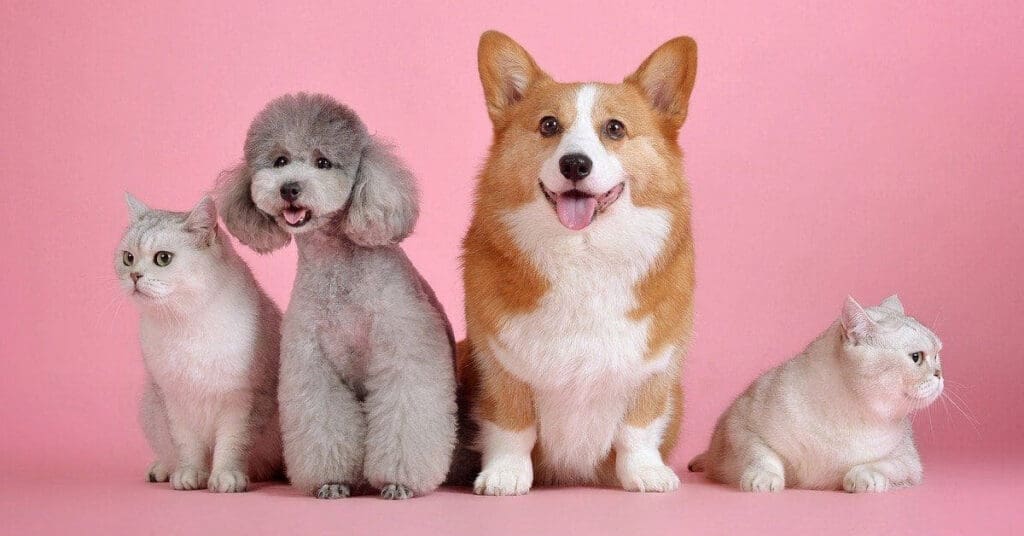 Tips to keep your pets safe on St Valentine’s Day FI