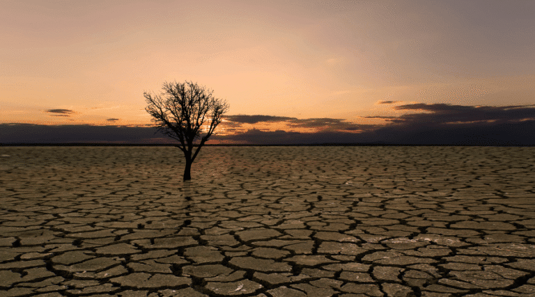 Dead tree in waterless dry soil.