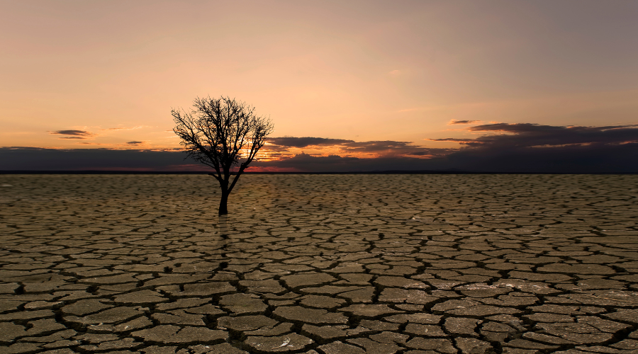 Dead tree in waterless dry soil.